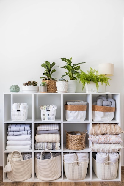 Photo vue rapprochée d'une plante en pot sur un fond blanc