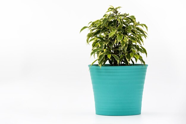 Vue rapprochée d'une plante en pot sur un fond blanc