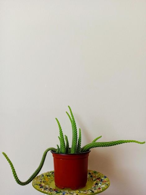 Vue rapprochée d'une plante en pot sur un fond blanc