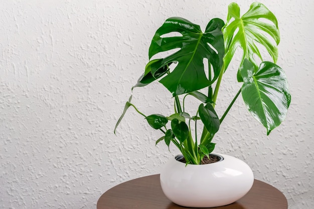 Photo vue rapprochée d'une plante en pot sur un mur blanc