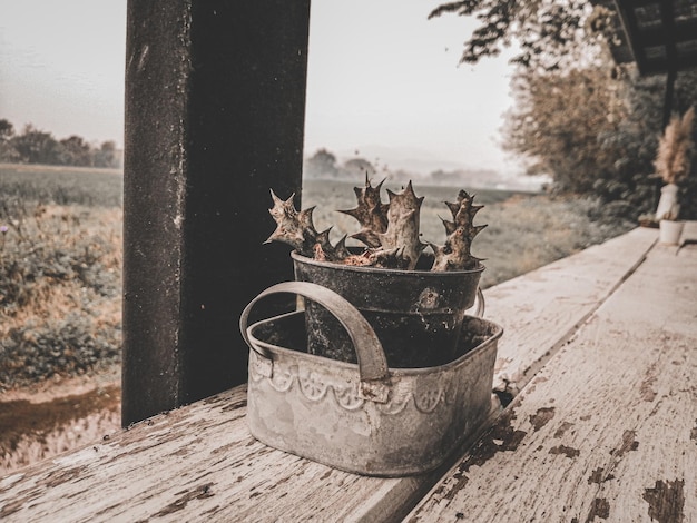 Photo vue rapprochée d'une plante en pot sur une table en bois