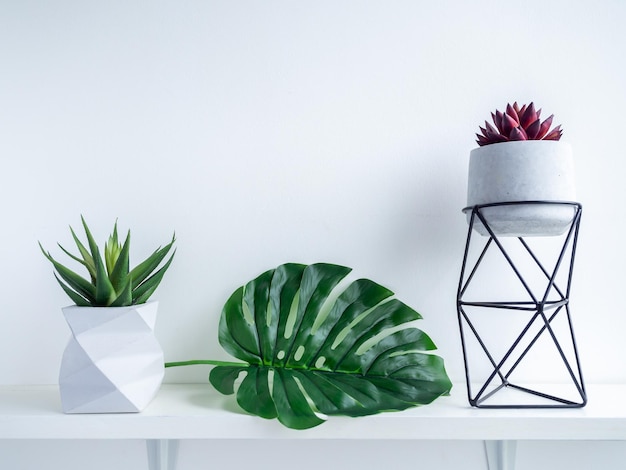 Photo vue rapprochée d'une plante en pot sur une table sur un fond blanc