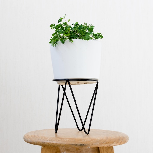 Photo vue rapprochée d'une plante en pot sur une table sur un fond blanc