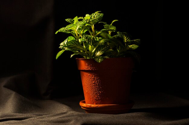 Photo vue rapprochée d'une plante en pot sur table sur un fond noir