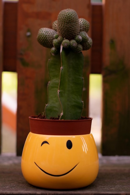 Photo vue rapprochée d'une plante en pot sur la table