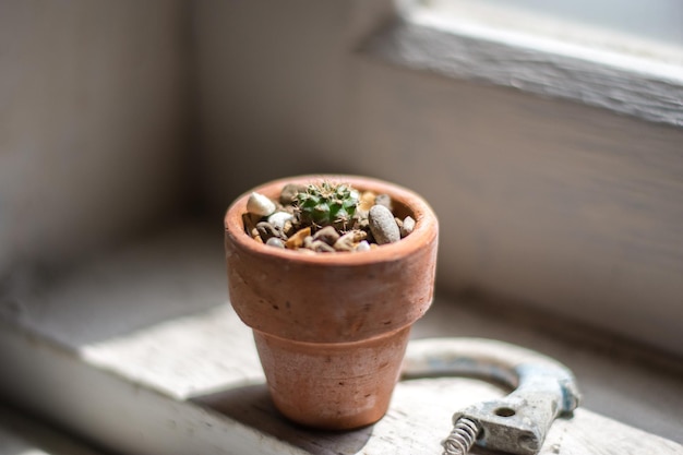 Photo vue rapprochée d'une plante en pot sur la table