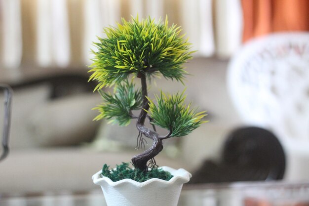 Photo vue rapprochée d'une plante en pot sur la table