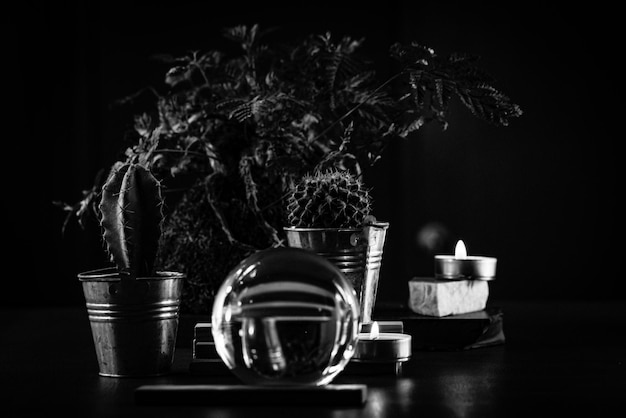Photo vue rapprochée d'une plante en pot sur la table