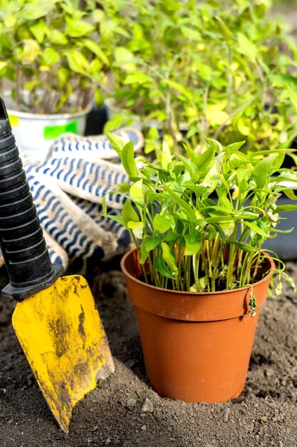 Photo vue rapprochée d'une plante en pot