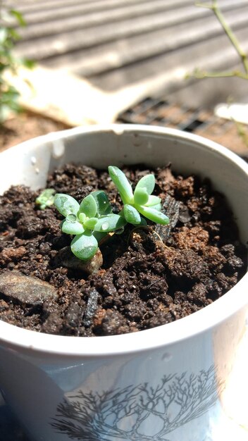 Vue rapprochée d'une plante en pot