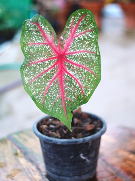 Photo vue rapprochée d'une plante en pot