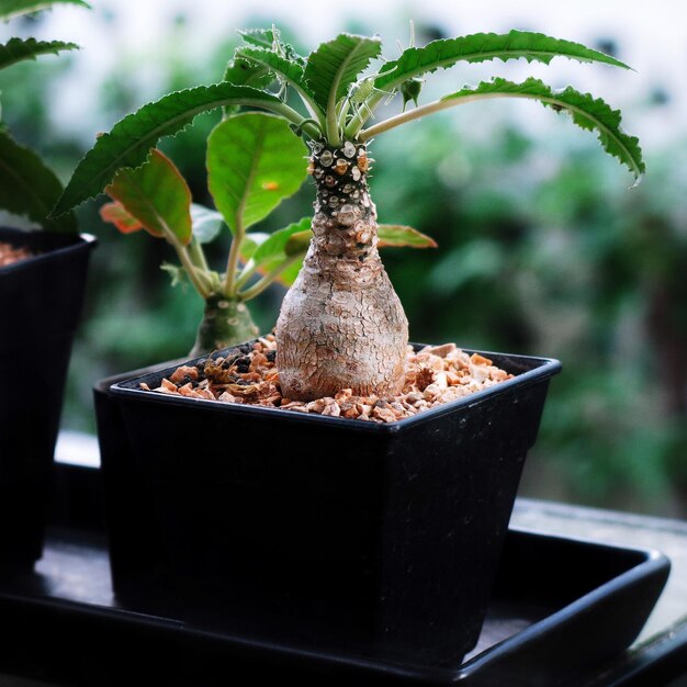 Photo vue rapprochée d'une plante en pot