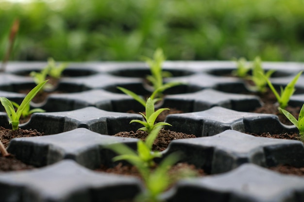 Photo vue rapprochée d'une plante en pot