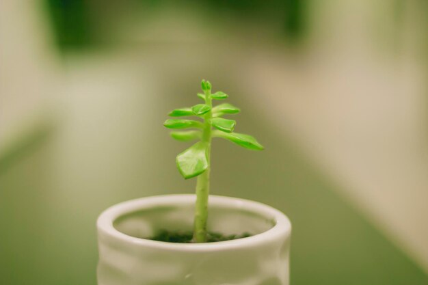 Vue rapprochée d'une plante en pot