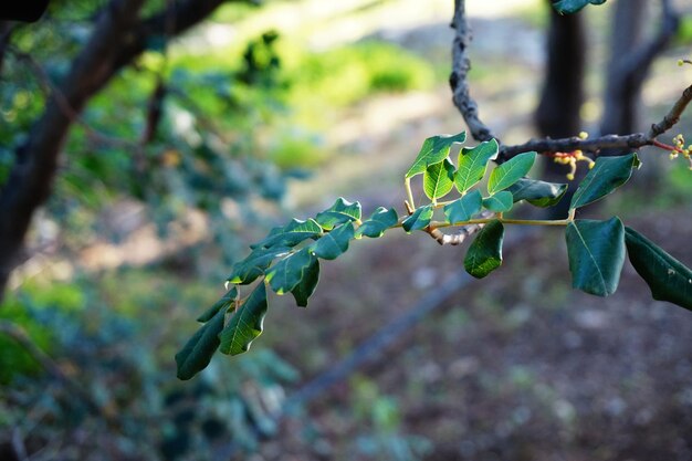 Photo vue rapprochée d'une plante qui pousse sur un arbre