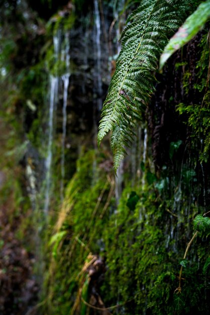 Photo vue rapprochée d'une plante qui pousse dans la forêt