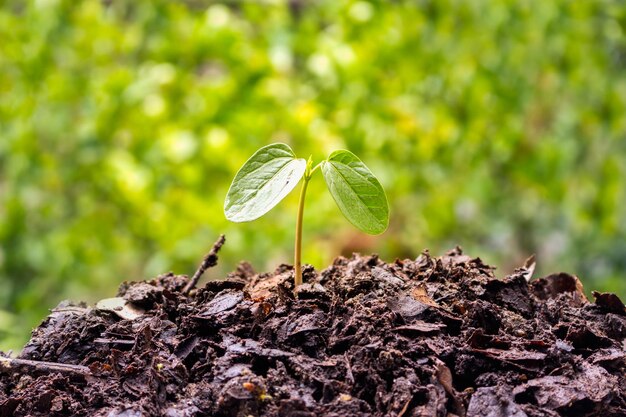 Vue rapprochée d'une plante qui pousse à l'extérieur