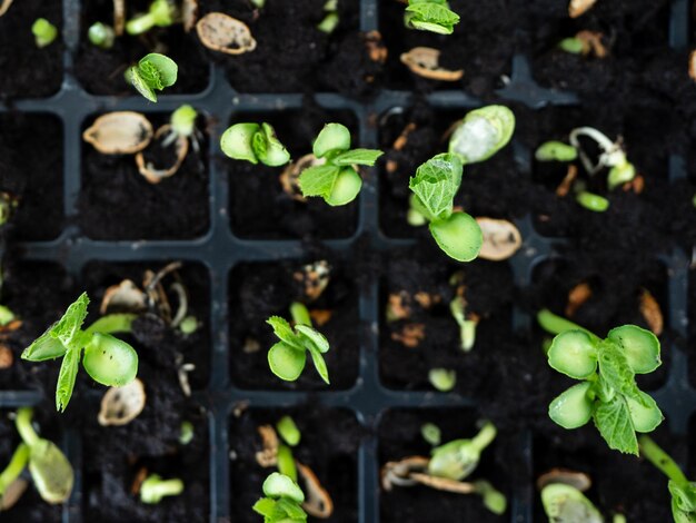 Photo vue rapprochée d'une plante qui pousse à l'extérieur