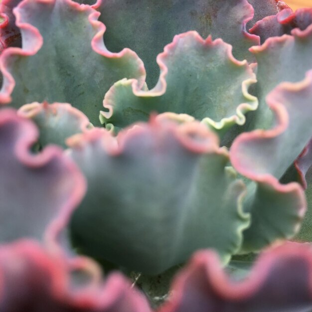 Photo vue rapprochée d'une plante qui pousse à l'extérieur