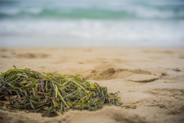 Vue rapprochée d'une plante qui pousse sur la plage