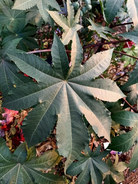 Vue rapprochée d'une plante de ricin