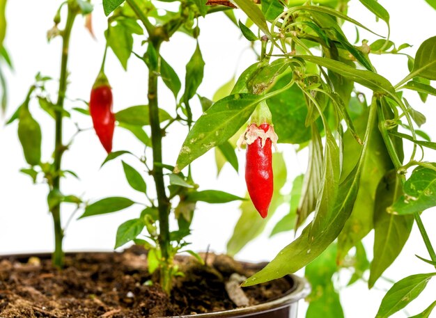 Photo vue rapprochée de la plante rouge