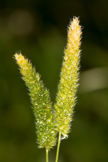 Vue rapprochée de la plante sauvage Hood Canarygrass (Phalaris paradoxa).