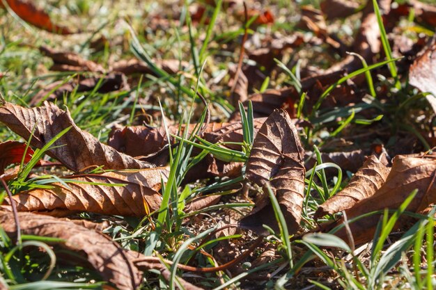 Photo vue rapprochée de la plante séchée sur le champ