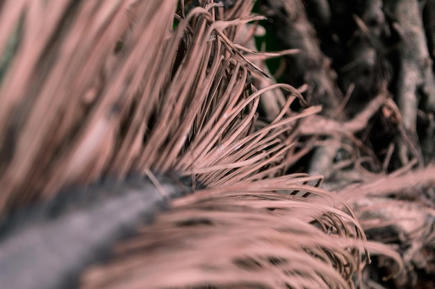 Photo vue rapprochée de la plante séchée