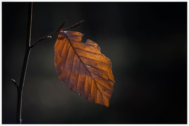 Vue rapprochée de la plante séchée