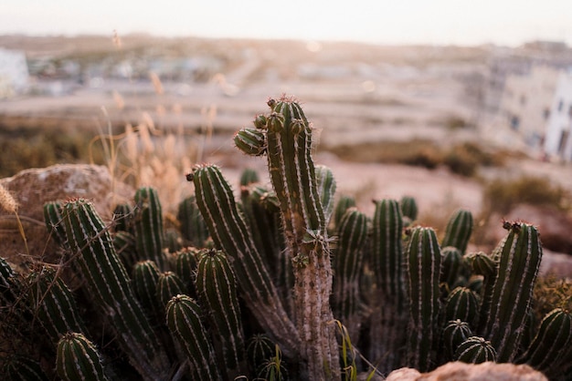 Photo vue rapprochée d'une plante succulente sur le champ contre le ciel