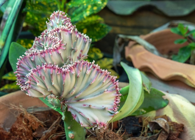 Photo vue rapprochée d'une plante succulente sur le champ