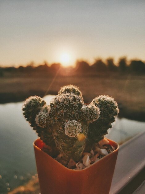 Photo vue rapprochée d'une plante succulente contre le ciel au coucher du soleil