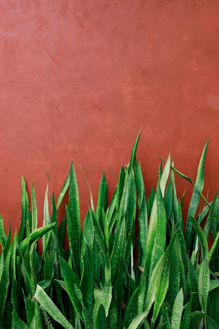Photo vue rapprochée d'une plante succulente contre le mur