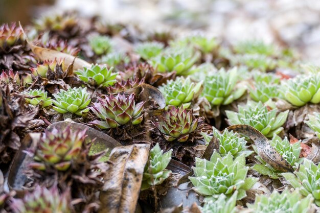 Photo vue rapprochée d'une plante succulente dans le champ