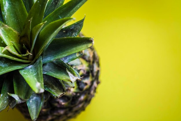 Photo vue rapprochée d'une plante succulente sur un fond gris