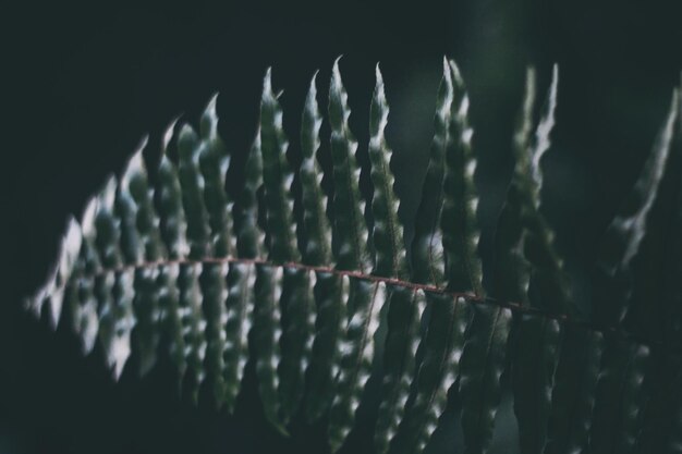 Photo vue rapprochée d'une plante succulente sur fond noir