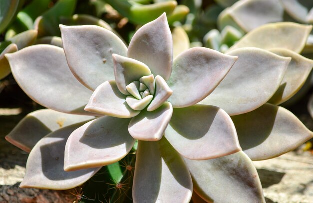 Vue rapprochée d'une plante succulente