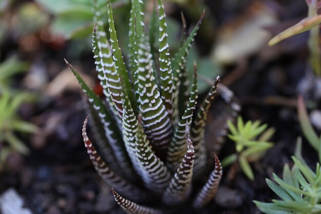 Photo vue rapprochée d'une plante succulente