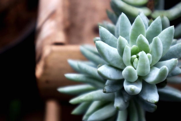 Photo vue rapprochée d'une plante succulente