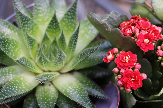 Photo vue rapprochée d'une plante succulente