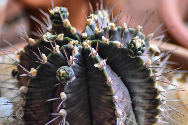 Photo vue rapprochée d'une plante succulente