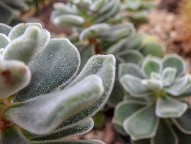 Vue rapprochée d'une plante succulente