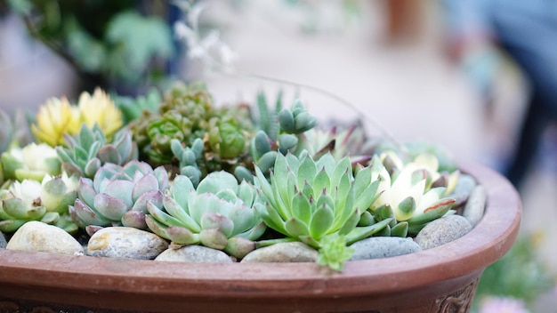 Photo vue rapprochée d'une plante succulente