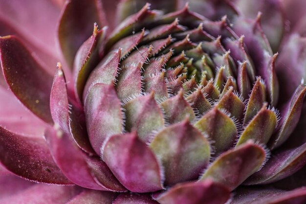 Photo vue rapprochée d'une plante succulente