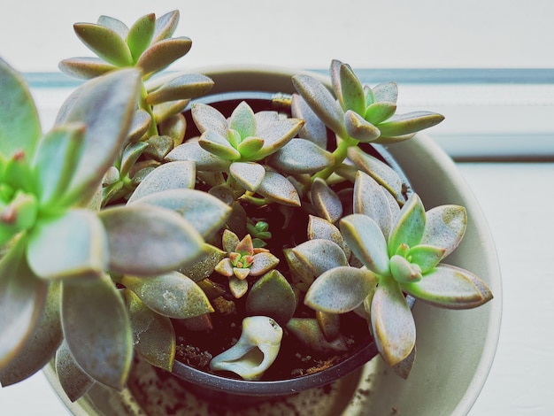 Vue rapprochée d'une plante succulente
