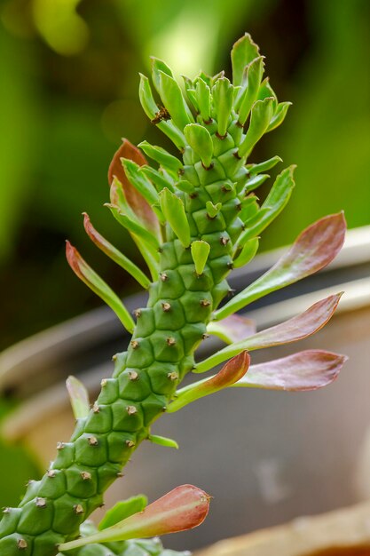 Photo vue rapprochée d'une plante succulente