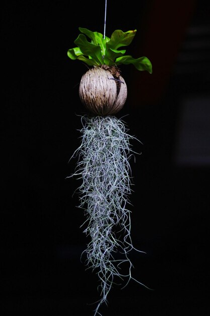 Photo vue rapprochée d'une plante suspendue dans une chambre noire