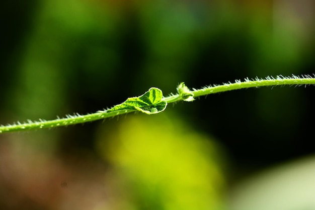 Vue rapprochée d'une plante verte sur le champ