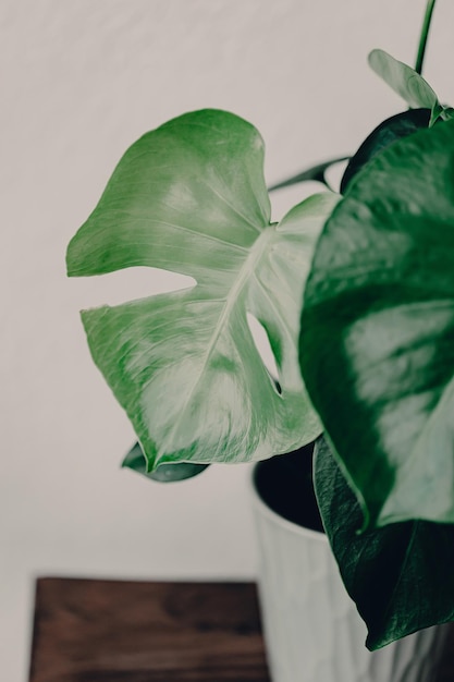 Vue rapprochée de la plante verte contre le mur